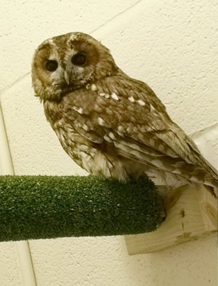 Ӣ�����Ŀ�������һ�硰��㡱�䶯 ·��������������èͷӥ