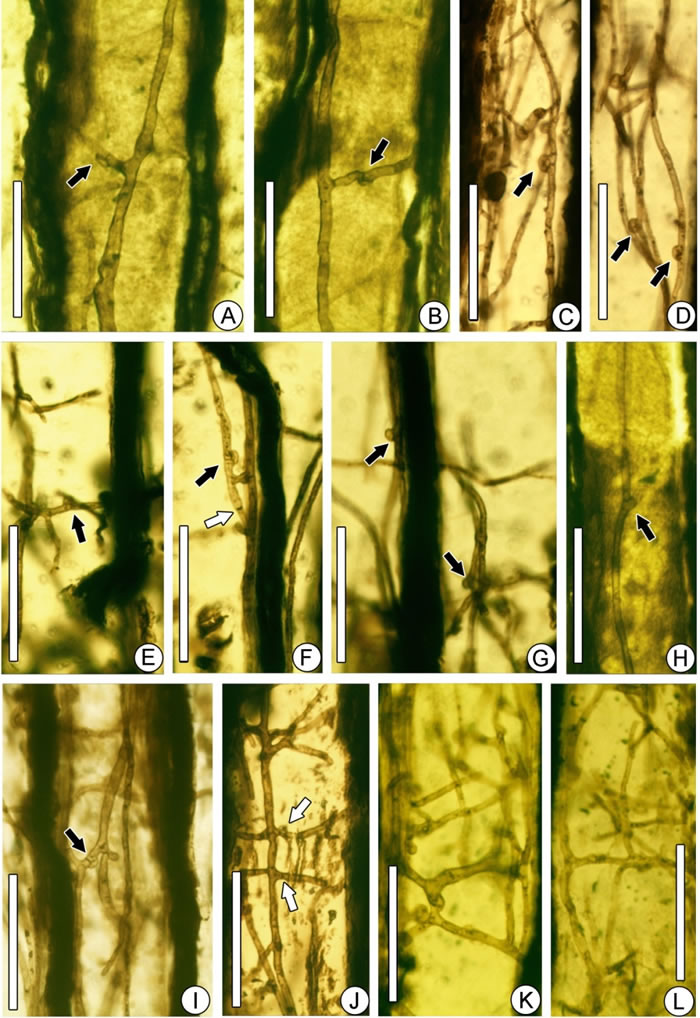 黑龙江早白垩世木材中发现的担子菌菌丝化石