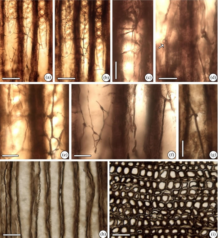浙江新昌早白垩世木材中保存完好的担子菌菌丝化石及木材白腐特征