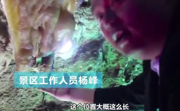 杨峰说,钟乳石「比翼鸟」少了约三分之一的长度。