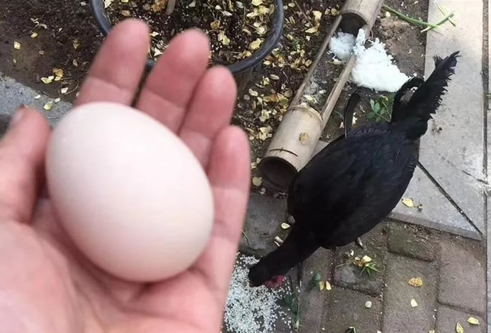 浙江省诸暨市价值9000元宠物“战斗鸡”被抱走 找到时已被拔毛杀死准备吃掉