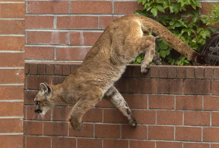 ��������ʥ��ɯ�ٻ���˾��Ļ��Ծ�Ȼ����һͷ����ʨ