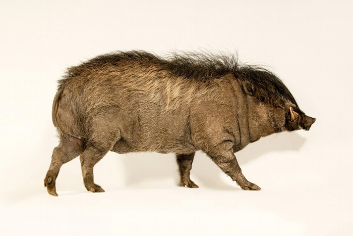 ����ëҰ����Visayan warty pig��ÿ�궼�᳤����ĸ�����Կ��ܵ�������ë�� PHOTOGRAPH BY JOEL SARTORE, NATIONAL