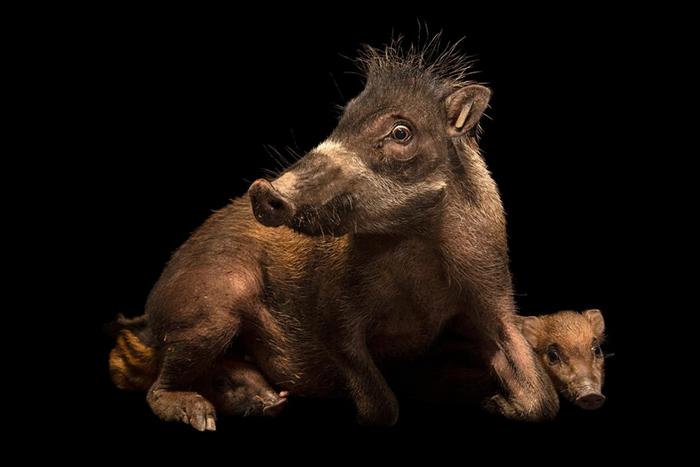 ���Ǿ�ëҰ�����ڸ���˹���֡� ĸ��һ�����¶�����ֻ���̡� PHOTOGRAPH BY JOEL SARTORE, NATIONAL GEOGRAPHIC PH