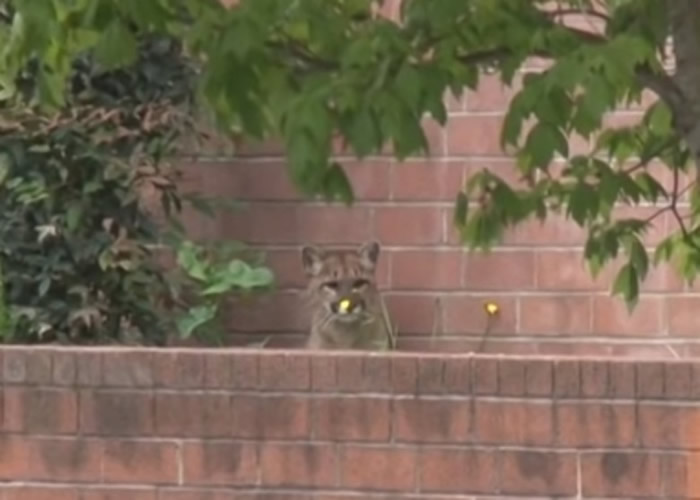 ��������ʥ��ɯ�ٻ���˾��Ļ��Ծ�Ȼ����һͷ����ʨ