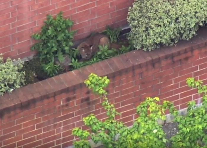 ��������ʥ��ɯ�ٻ���˾��Ļ��Ծ�Ȼ����һͷ����ʨ