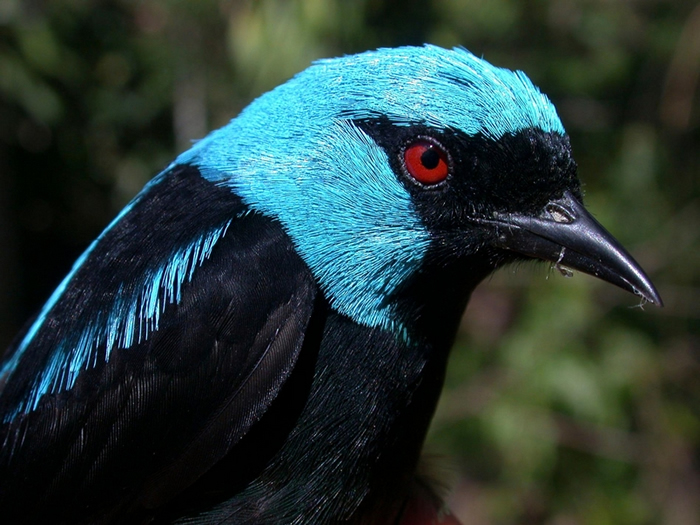 红腿锥嘴雀(scarlet-thighed dacnis)是在哥斯达黎加发现的鸟类之一,牠们可能受到了热带雨林转变为咖啡种植园的影响。 新的研究发现,虽然咖啡种