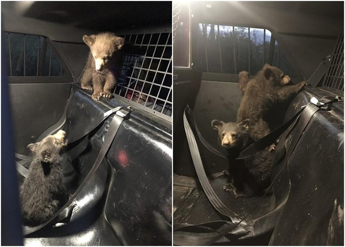 小熊在警车内爬上爬下,十分活泼。