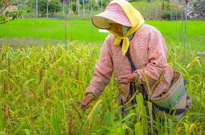 系统发生学研究发现包括汉语在内的汉藏语系语言起源
