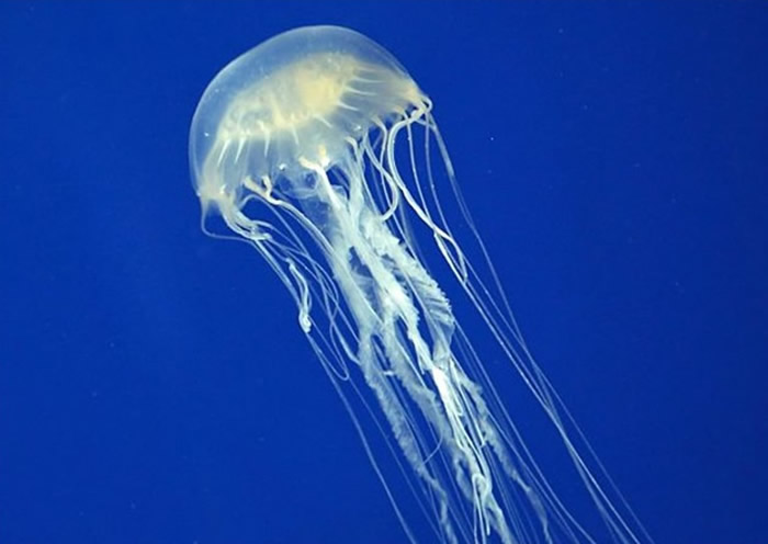 悉尼大学研究发现降胆固醇药物或可有效阻挡剧毒箱型水母毒素活动