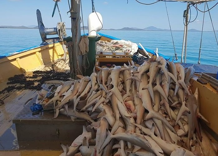 大批鲨鱼尸体堆放在甲板上。