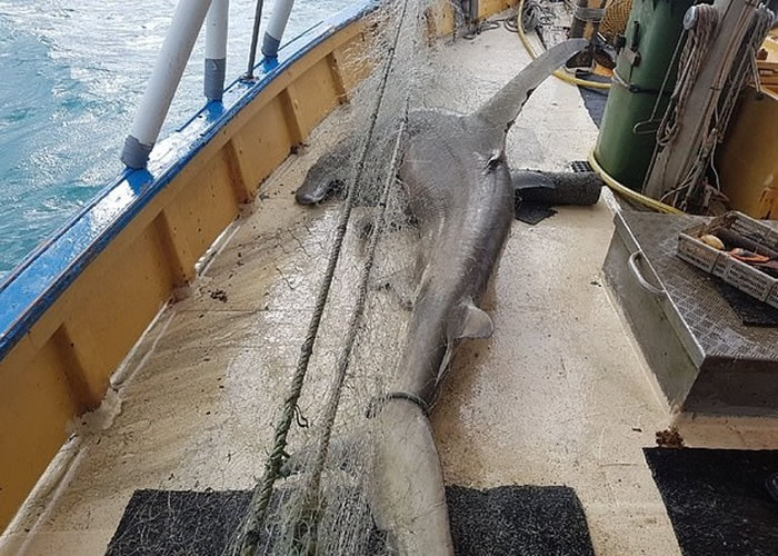 鱼类被困在网内无法动弹。