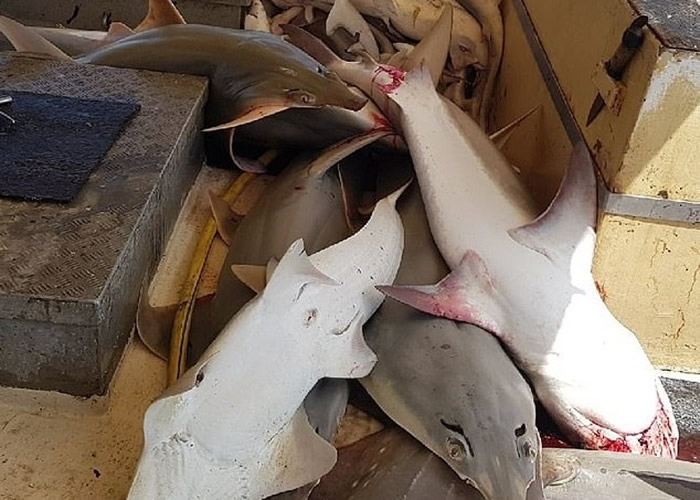 部分鱼类身上留有血淋淋的伤口。