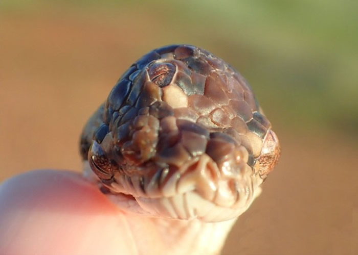 澳洲北领地惊现“三眼蛇”地毡蟒 专家:或吸收双胞胎形成