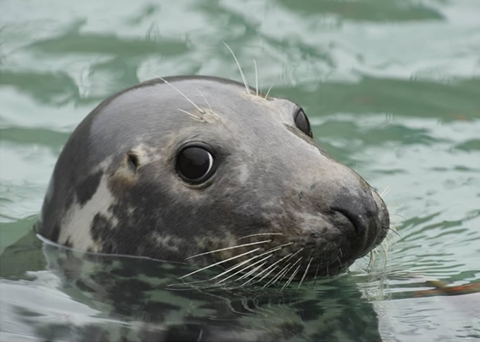 ����������̲��������ͷ����ʬ�� ������֯����������Э�ᡱ���ͼ���