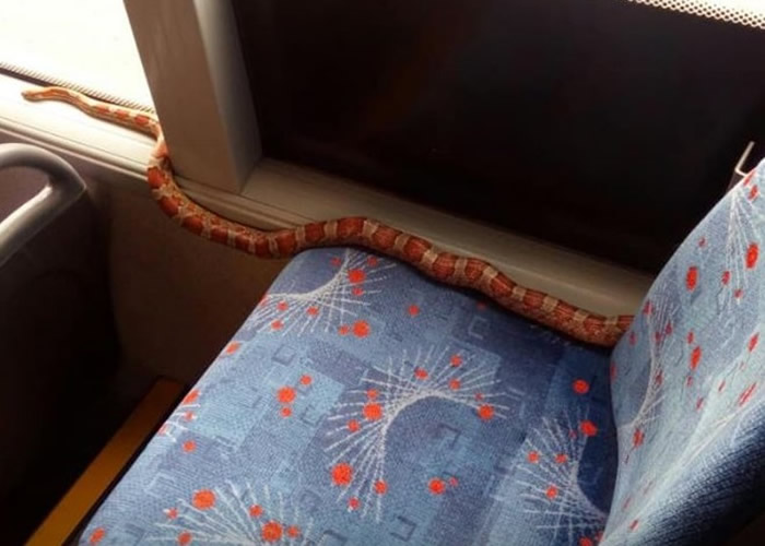 Ӣ���ո�����˹��һ�������߶��ԡ��˴��ʿ