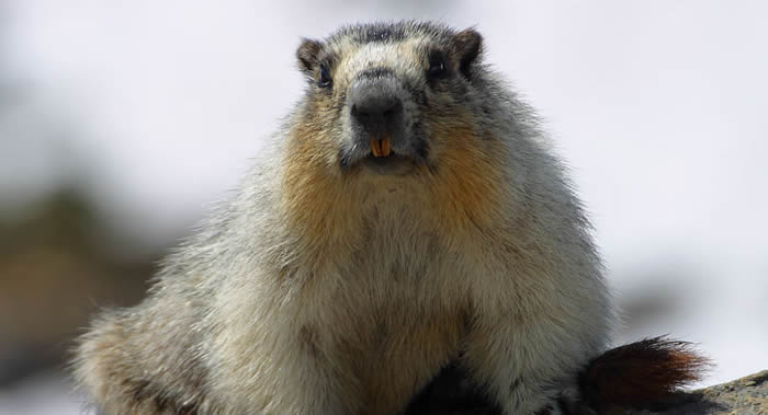 �ɹŹ�һ�Է����Ժ�̡�����Ⱦ��������