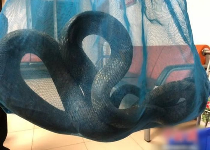 云南昆明闹市惊现2.5米长眼镜王蛇 被警方抓获