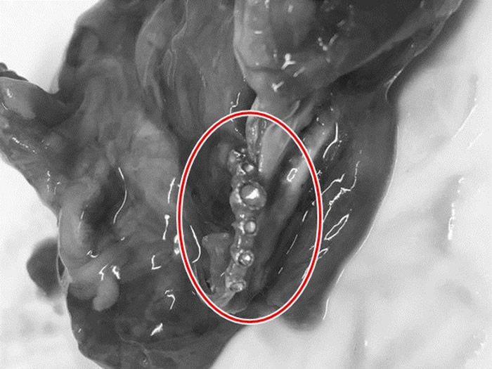 ��䣨��Ȧ��������ʱ����������������㳦�ڡ�