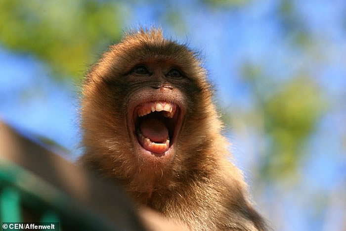 ¹ͼָɵ¶˹ɭ԰CorneliusԹϰ ֵܱͬ