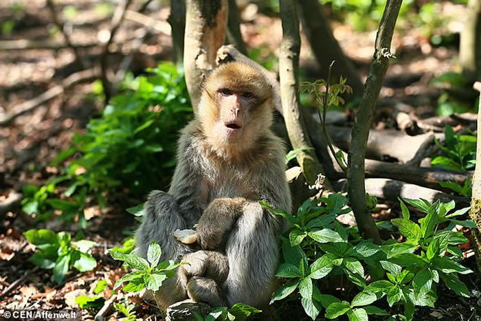 ¹ͼָɵ¶˹ɭ԰CorneliusԹϰ ֵܱͬ