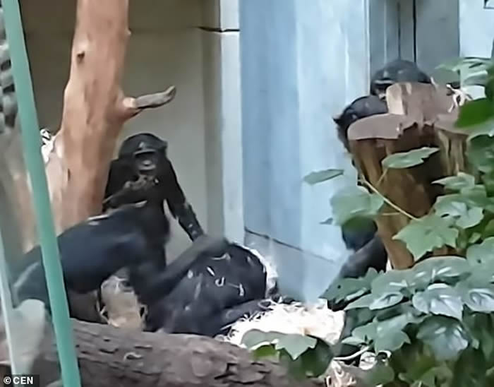 ¹ͼָɵ¶˹ɭ԰CorneliusԹϰ ֵܱͬ