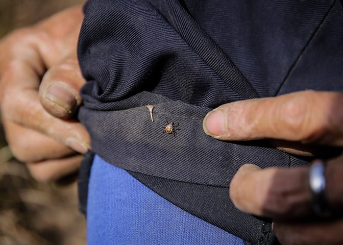 气候暖化致蜱虫入侵加拿大 南部多省面临传染病风险