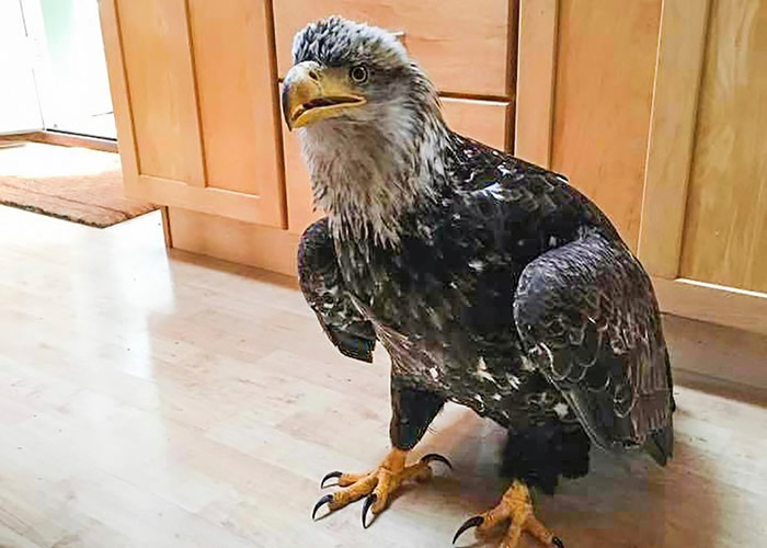 ˹ӿƵǿ2.4׾ӥӡݻ١