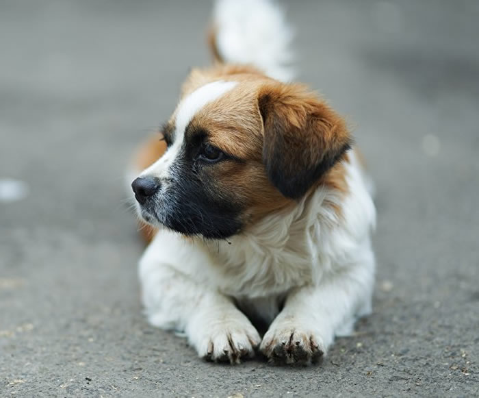 Ų��Ů�ο��ڷ��ɱ��ݼ�ʱ�չ�һֻ���˹���ҧ �����º������ڿ�Ȯ��