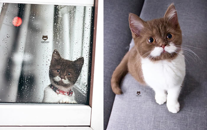 Ŵ̽è䡰ָ硱Ϊ罻ϵ