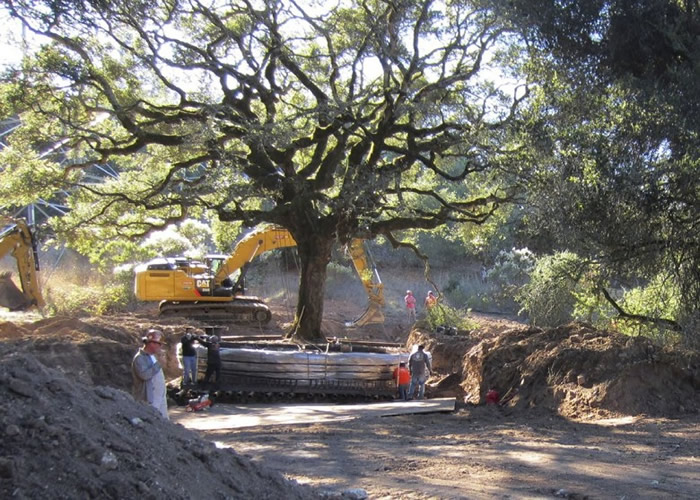 美国三藩市一对夫妇砍伐180年历史橡树 遭罚款60万美元