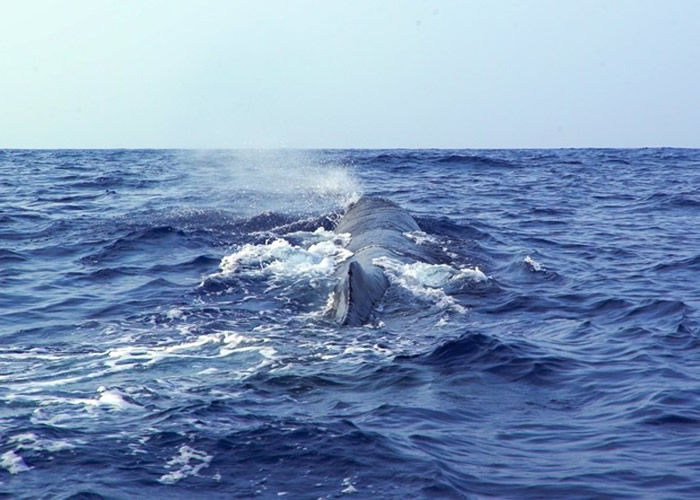 中国科学院科考人员进行“南海深潜鲸类科考航次”考察期间首次发现抹香鲸母子