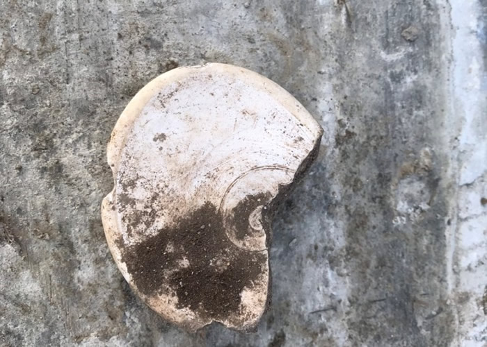 ҹ�����ݡ�