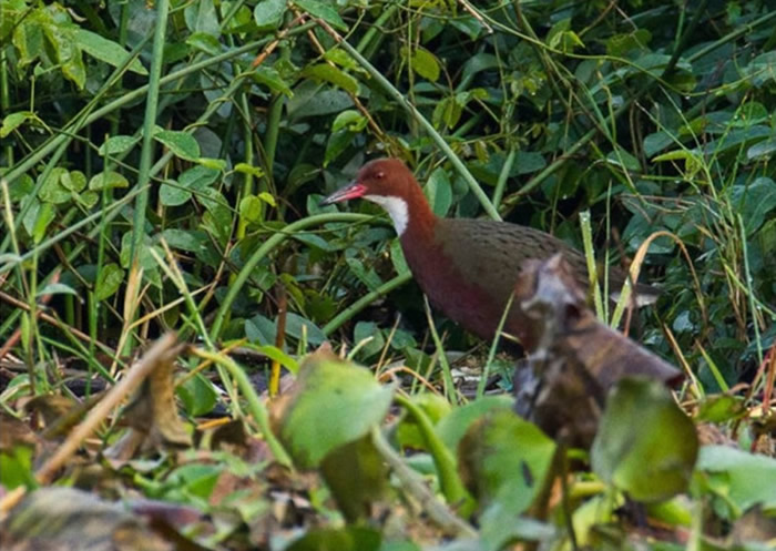 白喉秧鸡来自马达加斯加。