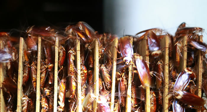 联合国专家介绍吃昆虫的好处