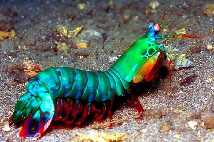 动物界的华丽杀手:雀尾螳螂虾Peacock mantis shrimp(蝉形齿指虾蛄Odontodactylus scyllarus)