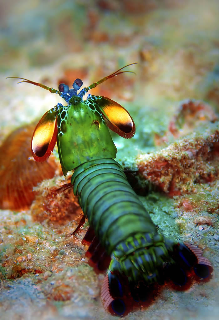 动物界的华丽杀手:雀尾螳螂虾Peacock mantis shrimp(蝉形齿指虾蛄Odontodactylus scyllarus)