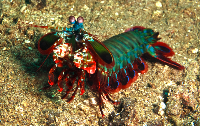 动物界的华丽杀手:雀尾螳螂虾Peacock mantis shrimp(蝉形齿指虾蛄Odontodactylus scyllarus)