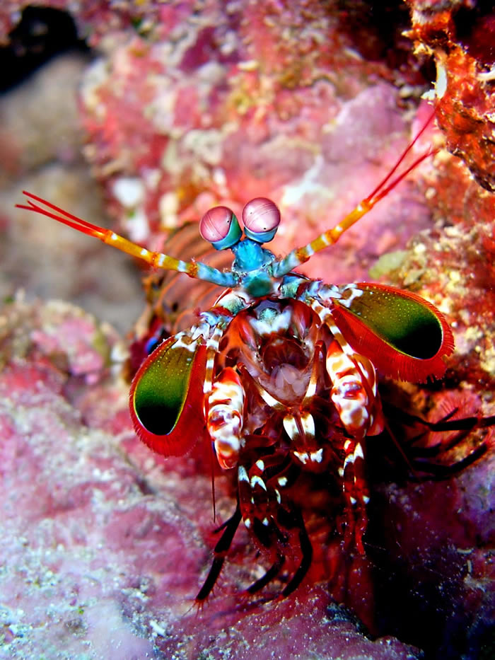 动物界的华丽杀手:雀尾螳螂虾Peacock mantis shrimp(蝉形齿指虾蛄Odontodactylus scyllarus)