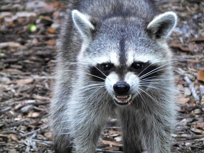 ��ʬ���Ҳ������������ ֥�Ӹ羪���۾����̹��zombie raccoons