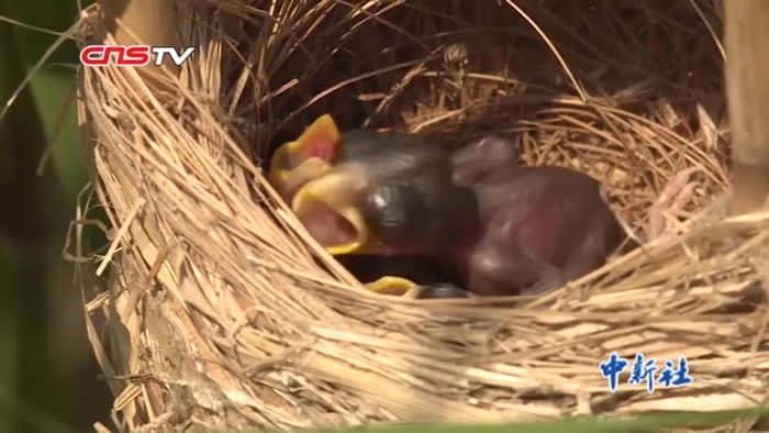 �С����д���è��֮�Ƶ�����ȸ�����ڽ���ʡ�����غ����ʪ�ع��Ҽ���Ȼ������