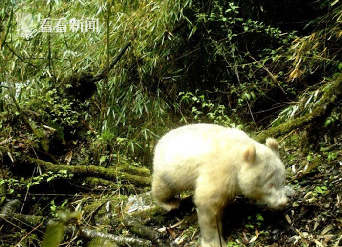 �Ĵ���������ȫ��������ɫ����è��Ӱ