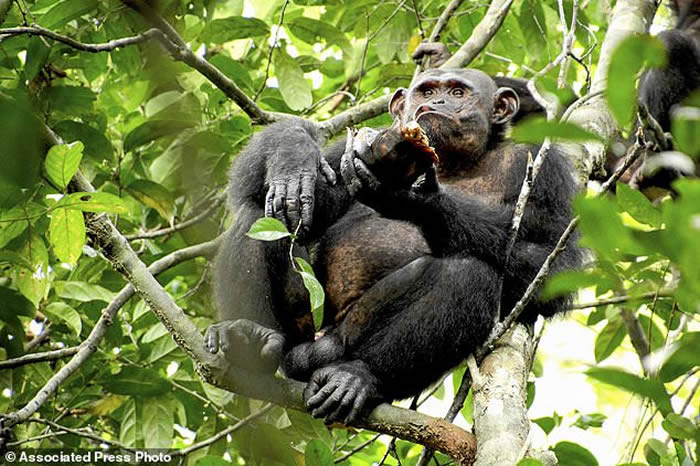 ����¬�������ҹ�԰Ұ�������ɶ��������ǳ�����Ĺ���