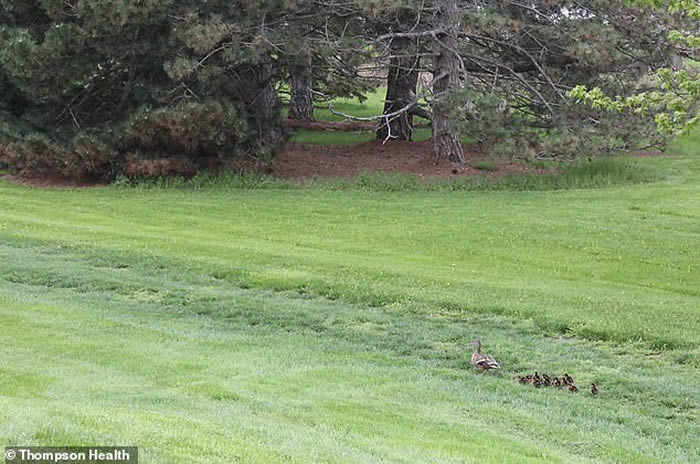 美国纽约州一只母鸭每年春天都会带着小鸭前往疗养院“探望”老友