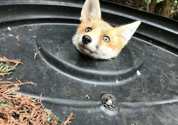 Ӣ���׶�������С�������տ�ס����Ͱ�� ����������̬ʮ��