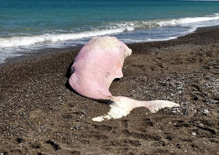 ۺɫĨ㾨ﺣ̲ǳ θܽ