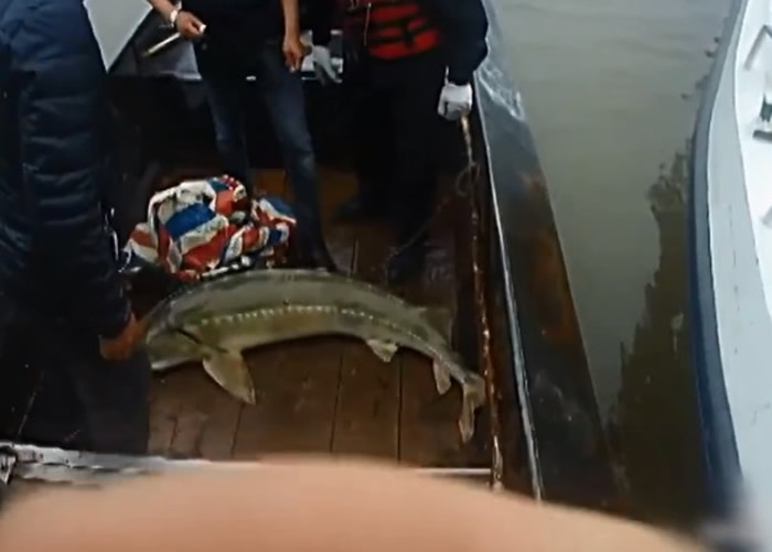 ��������Զ���񲶻��ش�44����ʯ��������