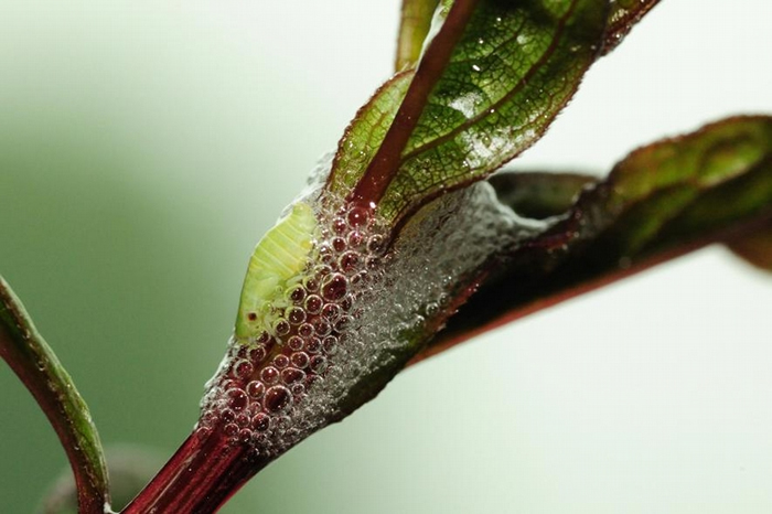 沫蝉若虫正坐在一团气泡垫中,模仿成一团让掠食者容易错过的唾沫。 PHOTOGRAPH BY DARLYNE A. MURAWSKI, NAT GEO IMAGE
