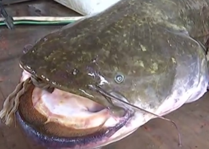 黑龙江渔民在乌苏里江捕获巨型鲶鱼 网民:已经“成精”放生吧