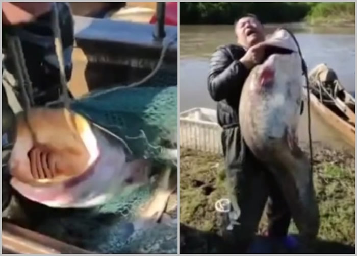 黑龙江渔民在乌苏里江捕获巨型鲶鱼 网民:已经“成精”放生吧